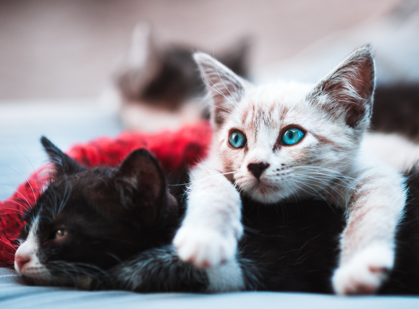 酷迪宠物用品|预防人被猫咪传染猫癣有哪些小妙招呢？
