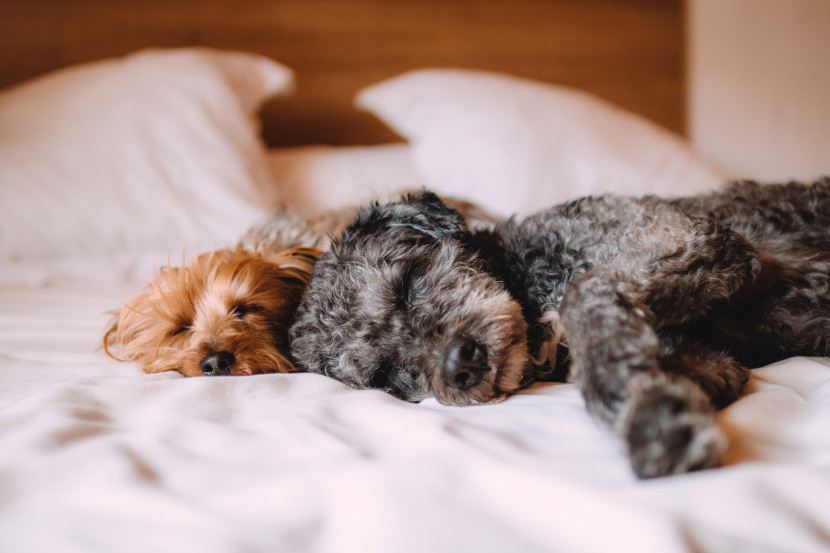 酷迪宠物用品|狗狗在睡觉时会做梦吗？