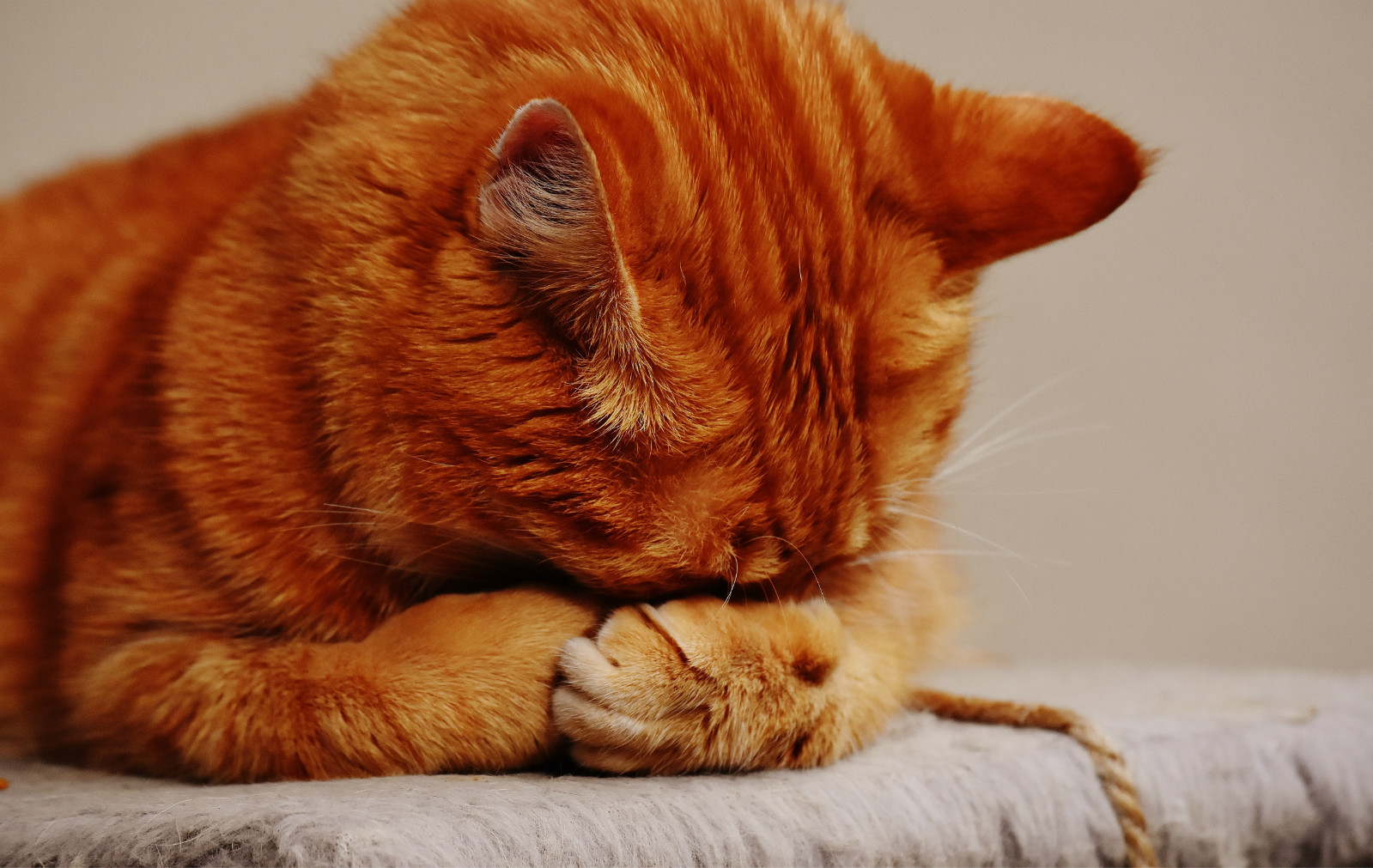 酷迪资讯|猫咪为什么喜欢捂着眼睛睡觉？