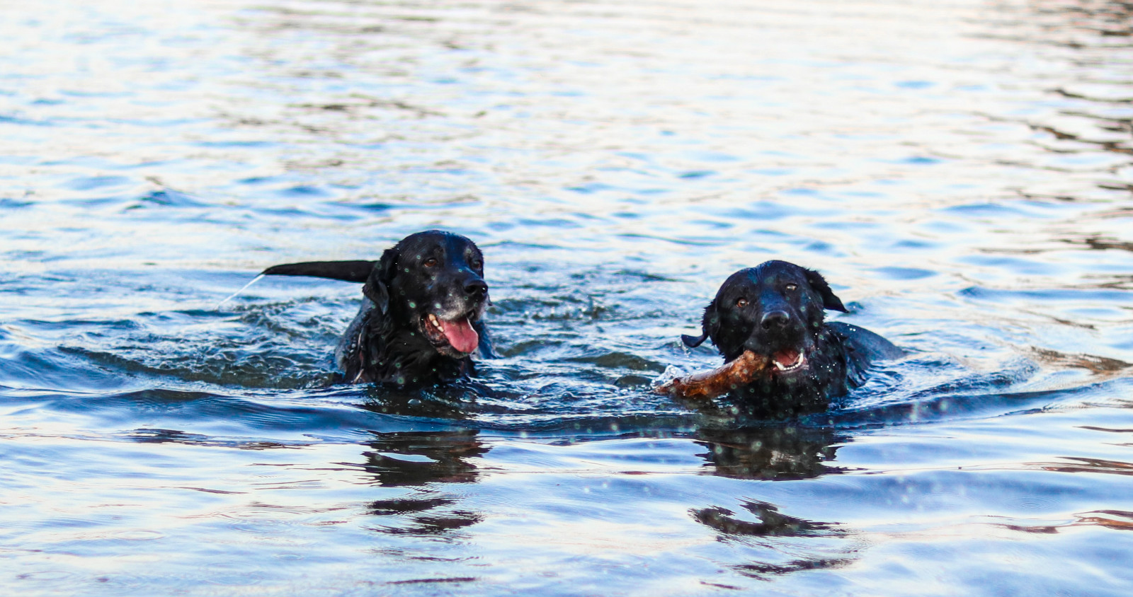 酷迪资讯|狗狗是天生就会游泳吗？