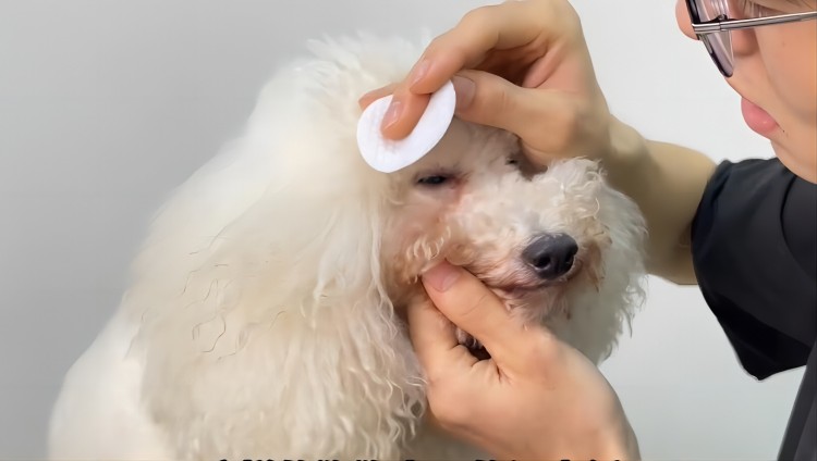 宠物洗脸全攻略丨五分钟搞定狗狗面部清洁-宠物美容入门