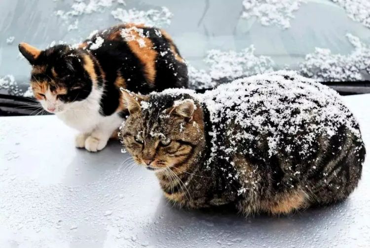60%的流浪猫熬不过冬天，实际生存情况远比想象更可怕