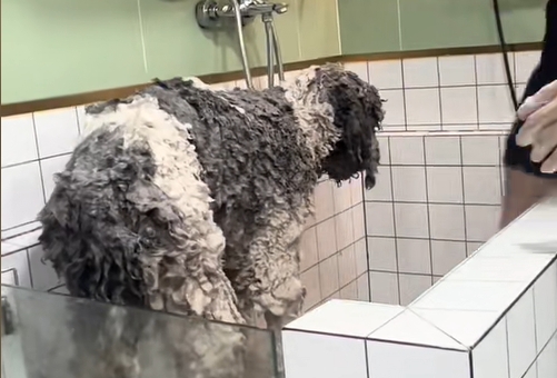 在家怎么给巨贵狗狗洗澡？专业狗狗洗护教程分享