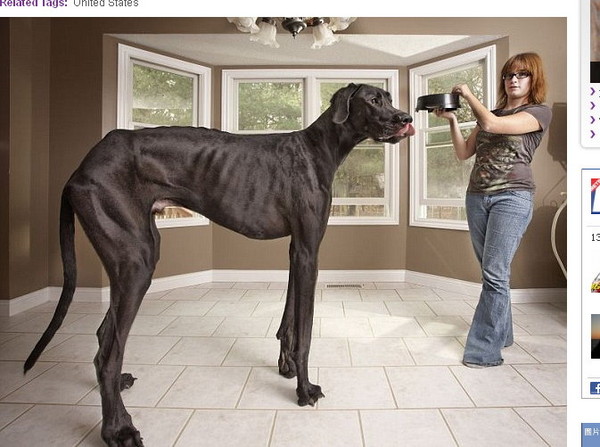 最大的狗站起来比人高，就是大丹犬