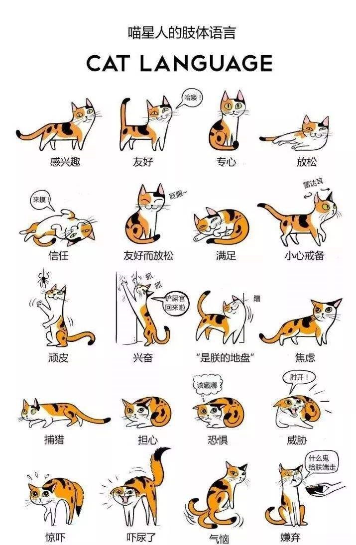 猫咪肢体语言 