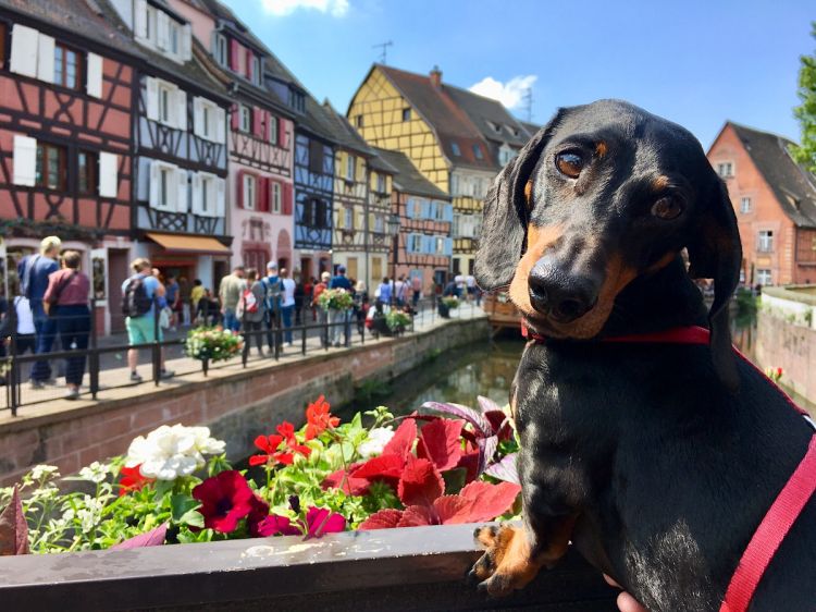 Dog-in-Colmar-France.jpg